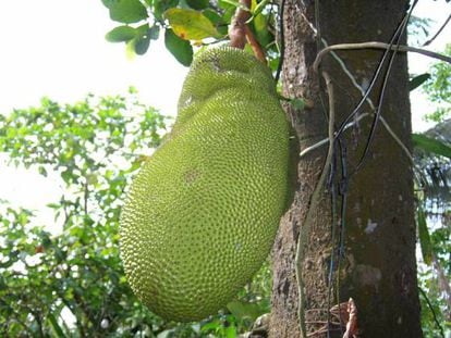 Aquí un jackfruit verde