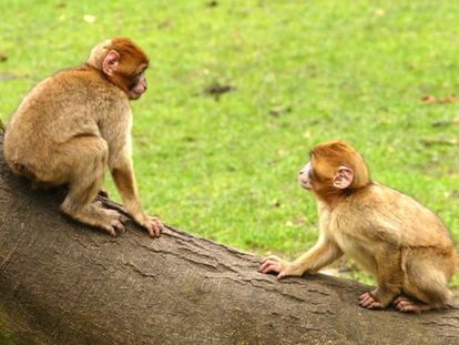 Dos monos logran ‘ver’ sin usar los ojos gracias a un dispositivo de estimulación cerebral