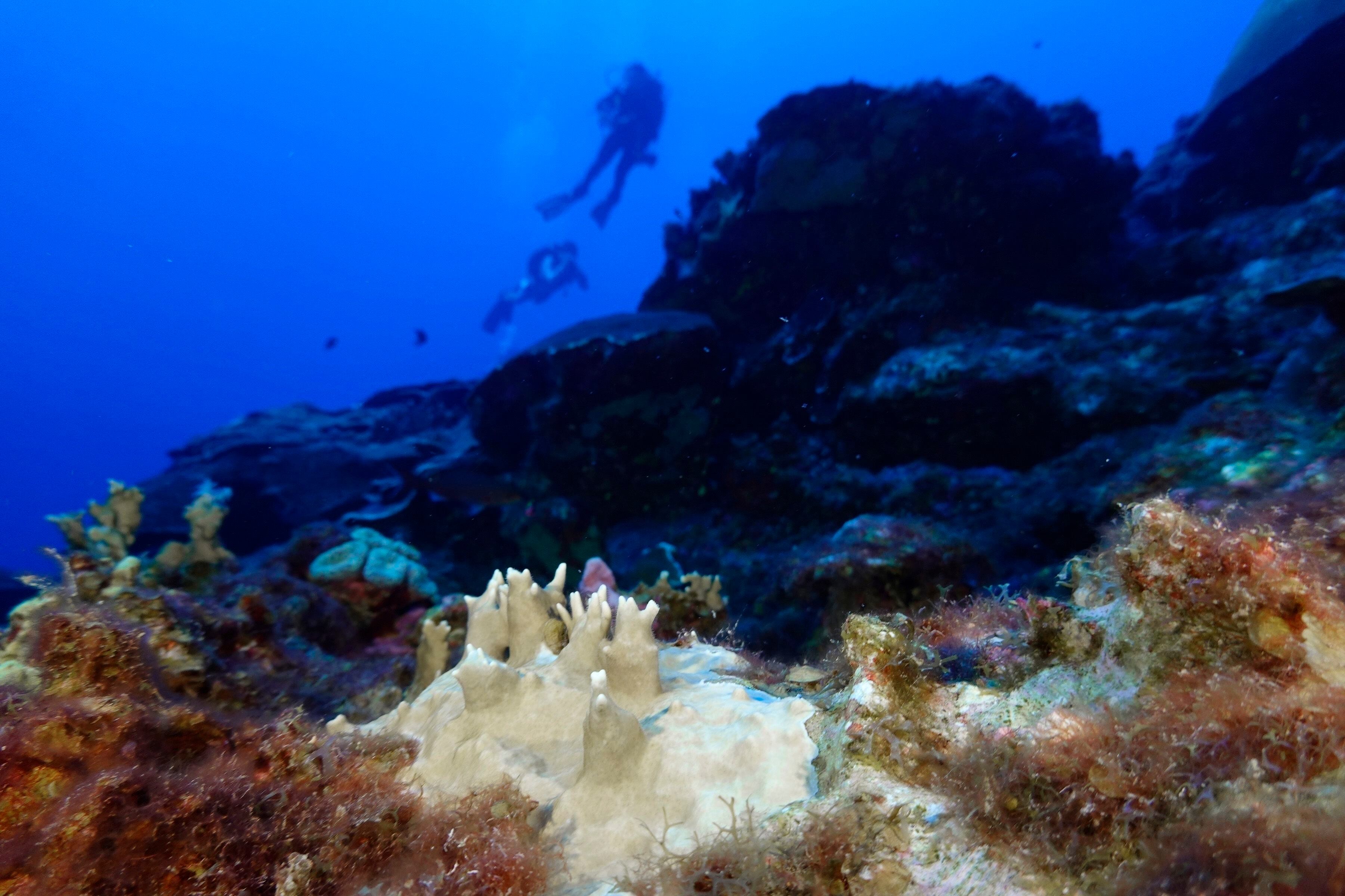 Un coral blanqueado en el Golfo de México, en septiembre de 2023.