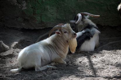 Ejemplares de cabras pigmeas permanecen en un zoológico de la ciudad de Chilpancingo, Guerrero