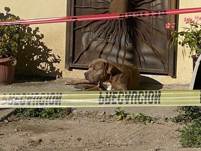 El perro de Lourdes Maldonado, en una fotografía de la periodista Yolanda Morales.