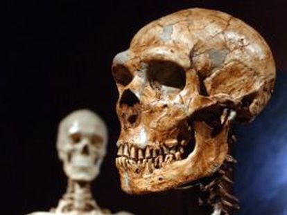 Reconstrucción de un esqueleto de un neandertal junto a un humano moderno