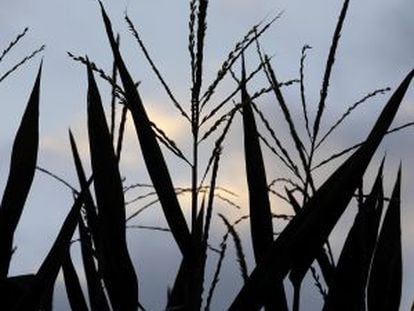 El maíz es uno de los cultivos más afectados por la sequía en EE UU.