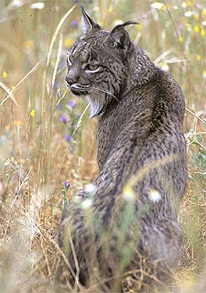 Un lince ibérico en el parque nacional de Doñana.