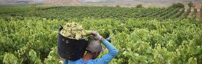 En algunas zonas la producción de uva puede reducirse un 66%.