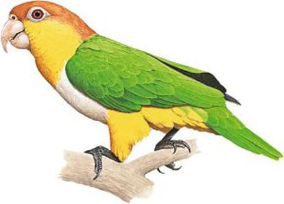 Lorito rubio occidental ('Pionites xanthomerius'). Perú, Bolivia y Brasil.