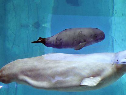 La hembra beluga de 20 años, Yulka, nada junto a su cría, Kylu, de dos meses, en el acuario de L'Oceanogràfic de Valencia.