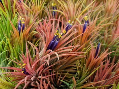 Imagen de una 'Tillandsia ionantha var. ionantha' con el contraste de colores de sus hojas y flores.