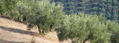 Un olivar en la provincia de Jaén.