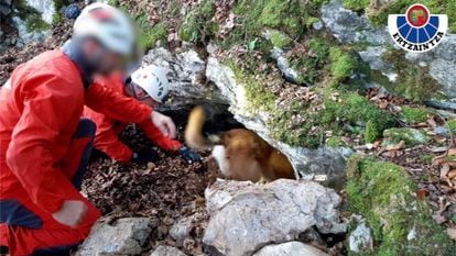La unidad canina de la Ertzaintza investiga un zulo encontrado en Ataun (Gipuzkoa)