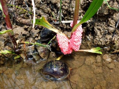 Ejemplar de caracol manzana en el r&iacute;o Ebro.