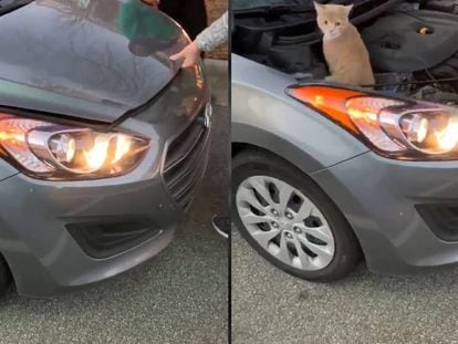 Un gato dentro del capó de un coche en marcha en Carolina del Norte.