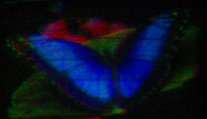 Una mariposa holográfica en la tecnología de vídeo del MIT. La resolución es de 640x480 píxeles.