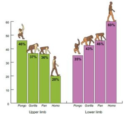 El gráfico muestra el porcentaje de la distribución muscular en extremidades superiores (izquierda) e inferiores de los grande simios y humanos.