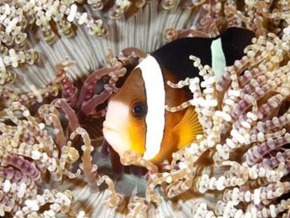 Un estudio revela una correlación entre las anémonas blanqueadas y la baja fertilidad del pez payaso