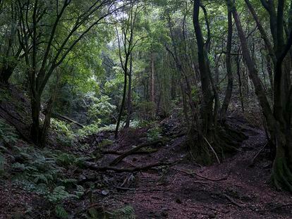 Los Tilos es un ecosistema heredado de la época terciaria.