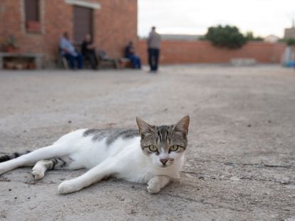 Un gato descansa en las calles del municipio Piedrahita de Castro (Zamora), donde un grupo de animalistas denuncia "una masacre"