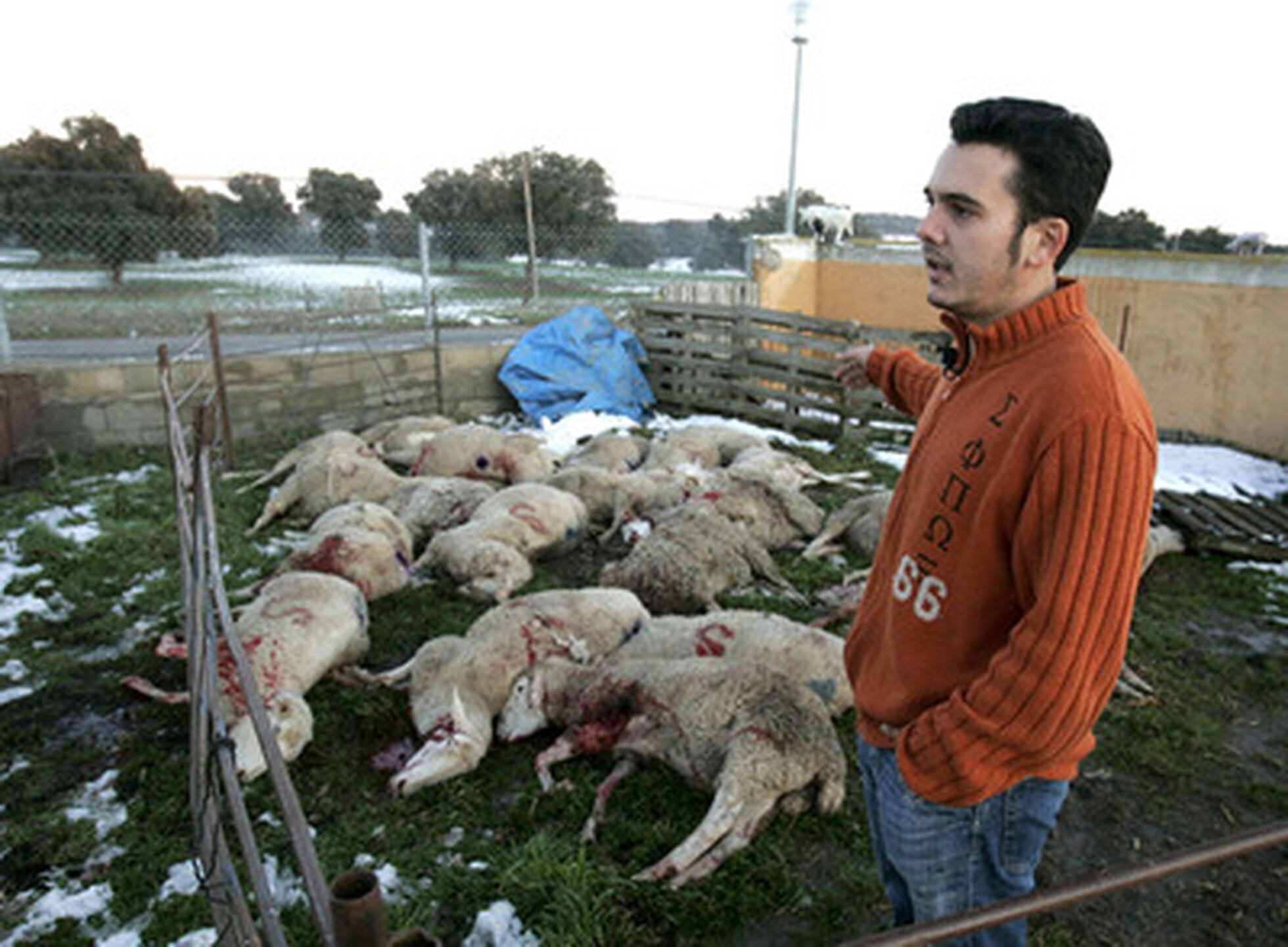 Matanza de ovejas por un lobo en Salamanca | Sociedad | EL PAÍS