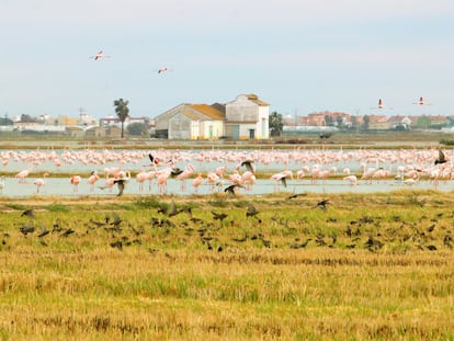 Flamencos en el parque natural de la Albufera (Valencia).