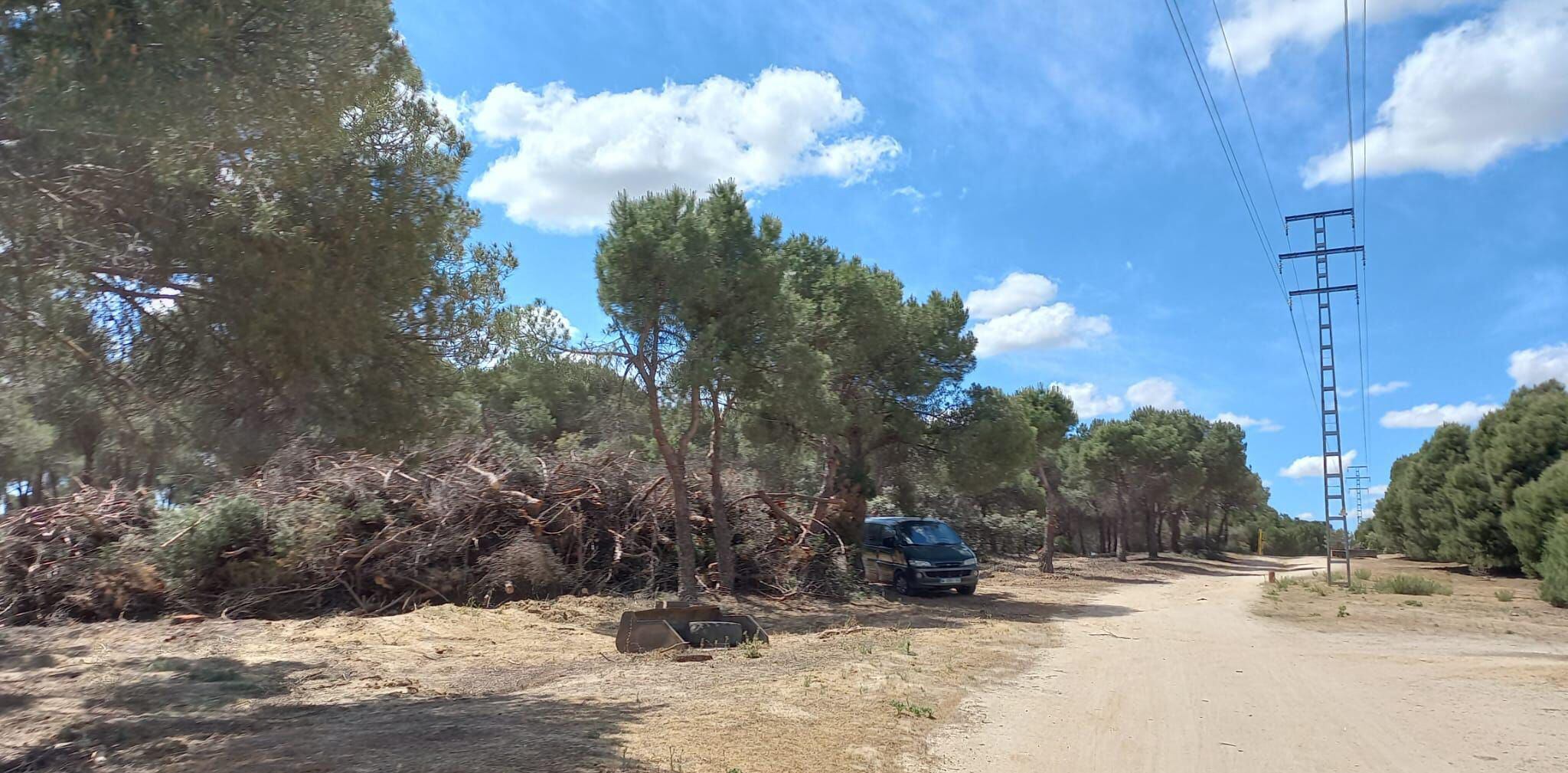 Tala de pinos en Pozuelo de Alarcón en abril de 2023, en una fotografía cedida.