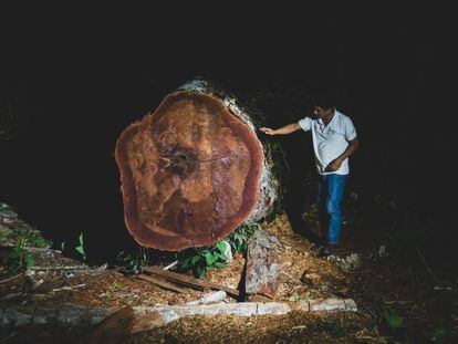 Uno de los árboles centenarios talado ilegalmente en la selva peruana.