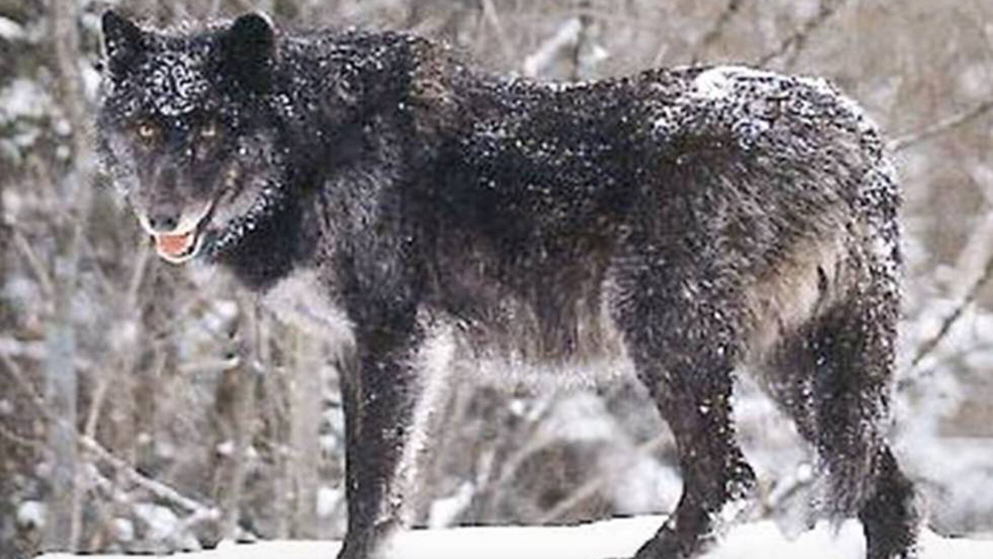 Se buscan voluntarios para recoger cacas de lobo en Canadá | Mundo animal |  EL PAÍS