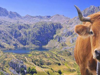 Una vaca asturiana de la monta&ntilde;a con el paisaje del parque natural de Somiedo.