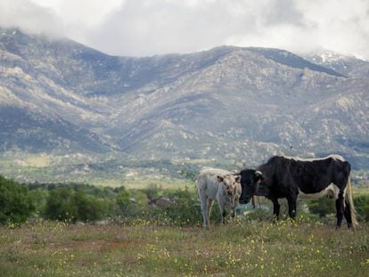 Una vaca y su cría pastan en los terrenos protegidos de la Dehesa.