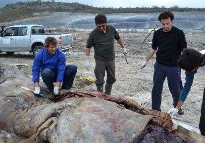 Un investigador abre el vientre del cachalote varado.  