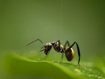 
Fotografía de una hormiga dorada, el 19 de agosto de 2022, en el parque Carara, ubicado en el pacífico central de Costa Rica. 