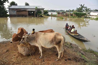 Unos aldeanos afectados por las inundaciones viajan en un barco mientras el ganado se guarda en el lado de la carretera de Morigoan (India).