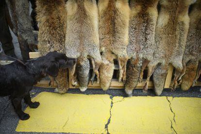 Un perro huele una de las pieles exhibidas.