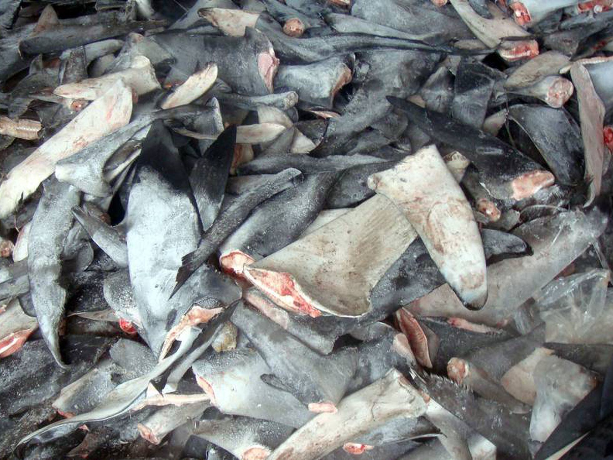Caña Óxido raya El cartílago de tiburón no solo es inútil contra el cáncer, es algo más |  Nutrir con ciencia | EL PAÍS