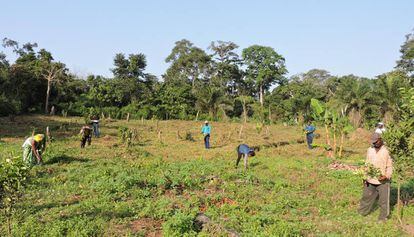 Jean Onana y sus compañeros de cooperativa, en el claro donde han plantado sus árboles.
