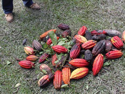 Los campesinos fueron aprendiendo que tenían que preocuparse por producir cacao de calidad.