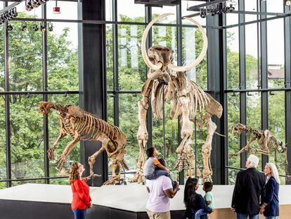 La galería de paleontología del Burke Museum, en Seattle (Estados Unidos).
