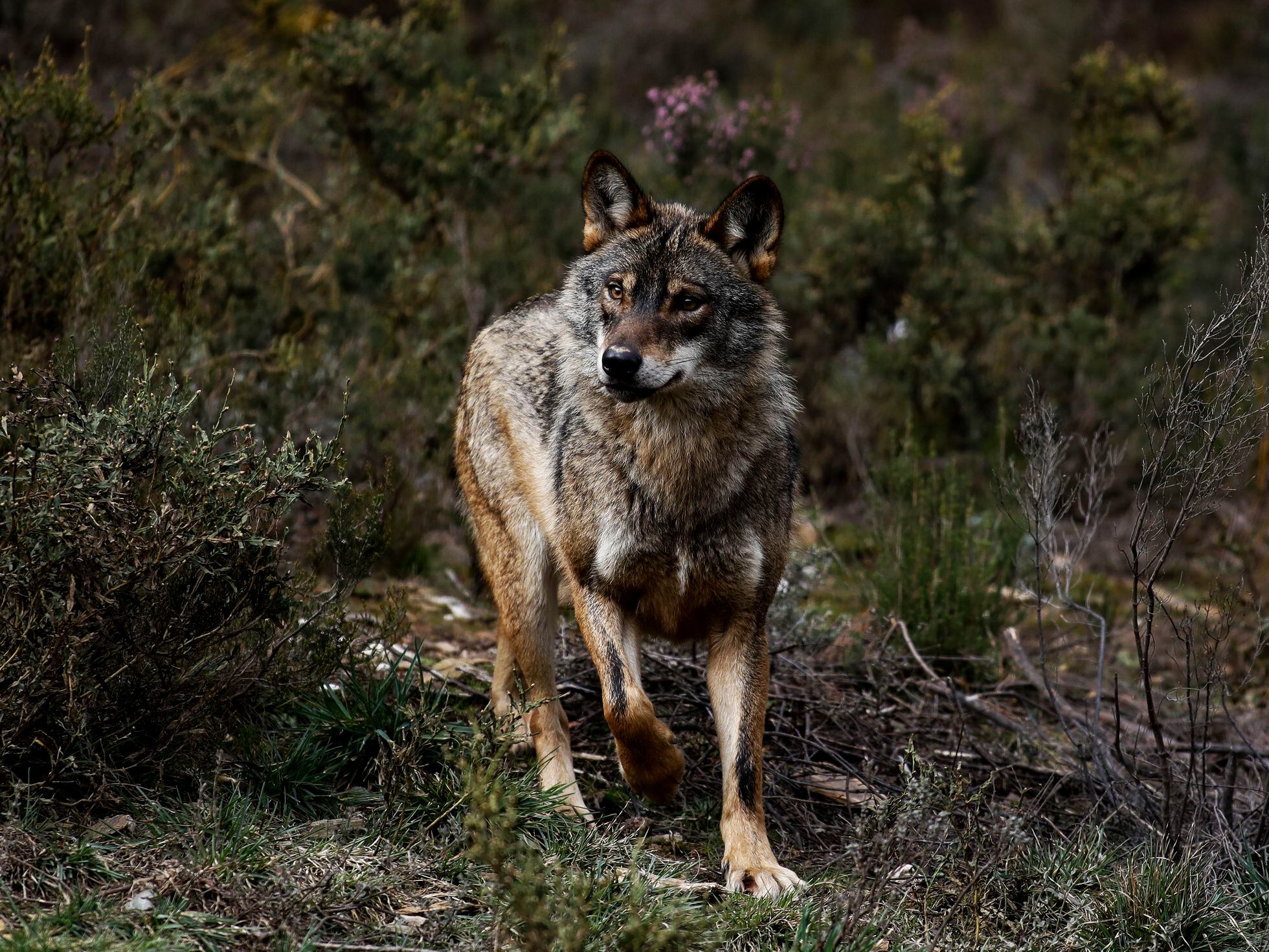 La caza del zorro con la nueva Ley de Caza de Castilla y León