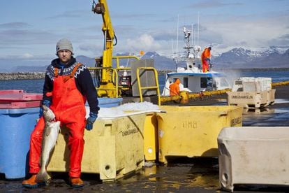 Un pescador sostiene un bacalao en el puerto de Reikiavik. Esta es una de las grandes industrias del país.
