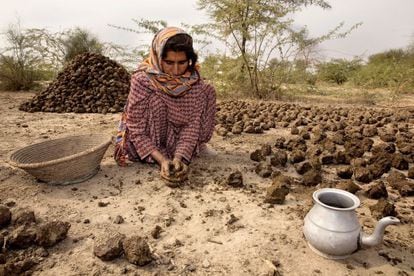 Una mujer prepara pasteles de boñiga de vaca para que se sequen al sol. Este es el combustible comunmente usado por las familias pobres para cocinar y como sistema de calefacción. Pakistán 2013.