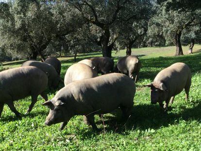 Cerdos de Cinco Jotas, por la dehesa de Huelva.