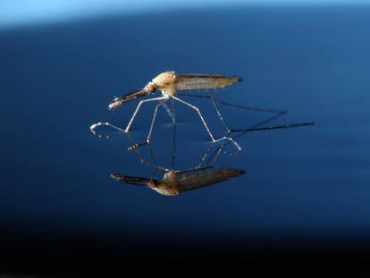 Un mosquito de la especie 'Anopheles gambiae'.