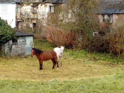 Dos de los caballos abandonados en Lugo.