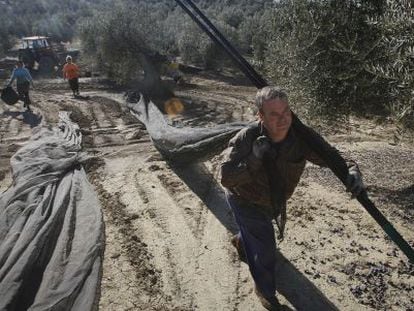 Jornaleros en la recogida de la aceituna en C&oacute;rdoba.