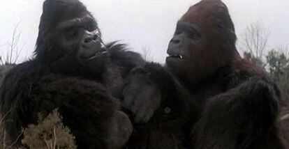 Diez años después de su éxito, De Laurentiis vuelve con Kong. El gorila gigante, tras ser acribillado a tiros en lo alto del rascacielos, se mantuvo con vida gracias a los cuidados de una cirujana en Atlanta. Un aventurero captura a una hembra de su especie para salvarlo y, finalmente, King Kong y ella escapan juntos.