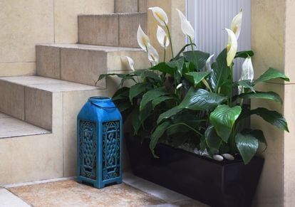 Peace Lily Growing In Pot By Blue Lantern - stock photo