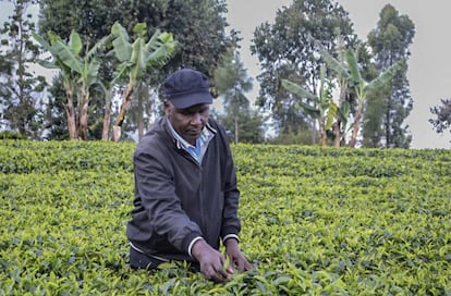 Gilbert Kibiti pasea en su cultivo de té y explica cómo su producción ha aumentado gracias a la tecnología Soil Testing.