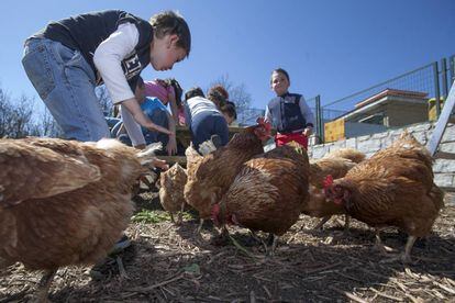 Los niños de cinco años del colegio San Sebastián juegan con las gallinas del avicompostero.