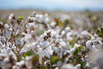 Una plantación de algodón.