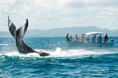 La cola de una ballena jorobada emerge frente a una barca de turistas en la bahía de Sanamá (República Dominicana).