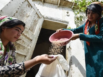 Dos granjeras recogen grano en Gisar, Tajikistán.